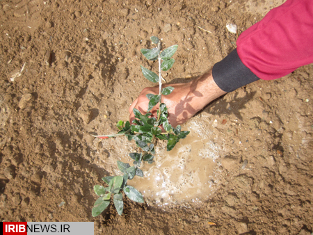توزیع نهال در هرسین همزمان با آغاز فصل درختکاری