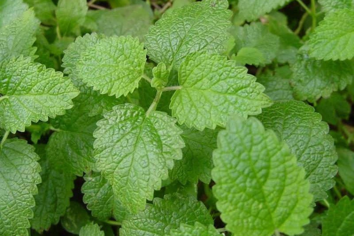 صدور دو مجوّز تولید گیاهان دارویی و گل محمدی