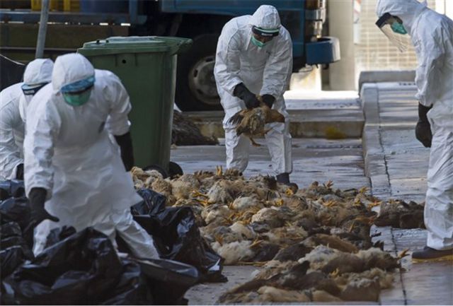 شناسایی دو کانون جدید آنفلوانزای فوق حاد پرندگان در شهرستان کهگیلویه