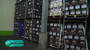 آغاز توزیع میوه نوروزی در قم