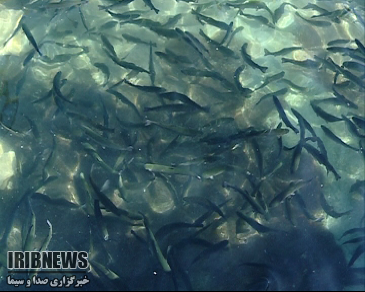 اختصاص سه و نیم میلیارد تومان تسهیلات پرورش ماهی