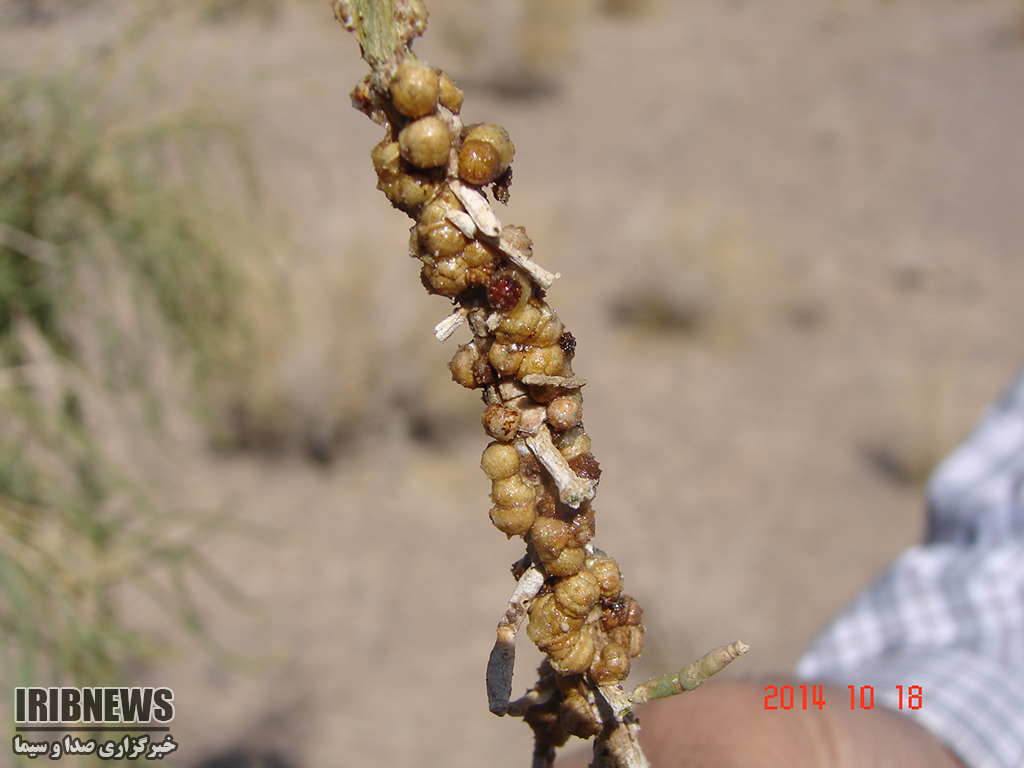 خسارت 100 میلیارد تومانی به تاغزارها