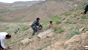 ممنوعیت بوته کنی گیاهان دارویی،خوراکی وصنعتی درچهارمحال وبختیاری ممنوعیت بوته کنی گیاهان دارویی،خوراکی وصنعتی درچهارمحال وبختیاری