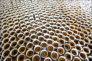 ظرف های خوش فرم و آسان بلای جان مردم