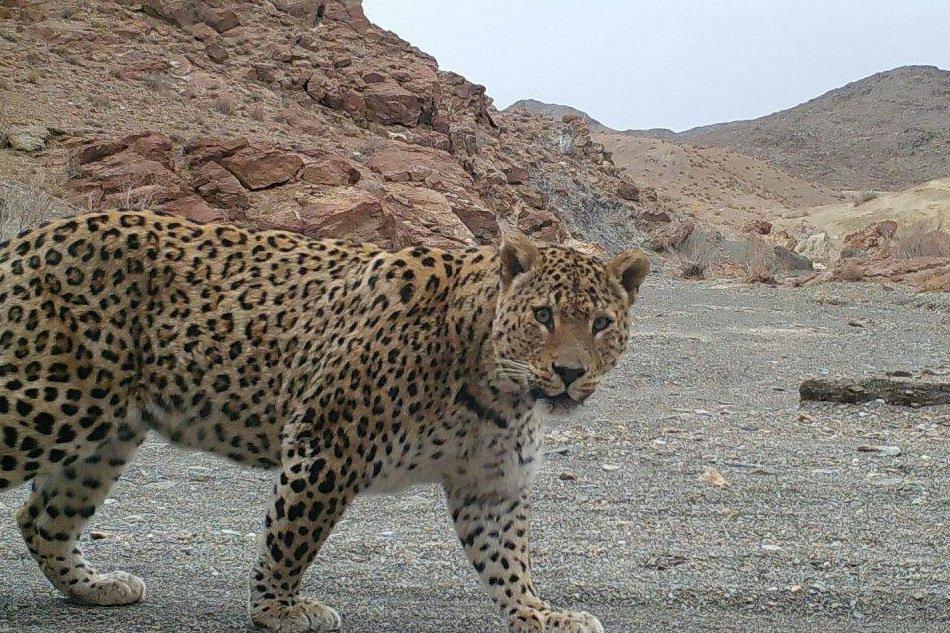 بررسی موضوع حمله پلنگ به گوسفندان دهستان زیلایی