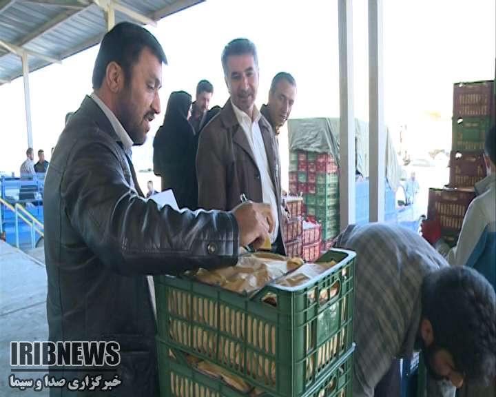 آغازتوزیع میوه طرح نوروزی در چهارمحال و بختیاری آغازتوزیع میوه طرح نوروزی در چهارمحال و بختیاری