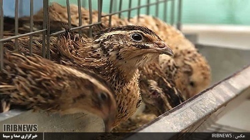 گزارش مکتوب ... پرورش بلدرچین ؛ صنعتی سودآور