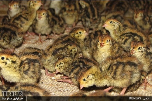 گزارش مکتوب ... پرورش بلدرچین ؛ صنعتی سودآور