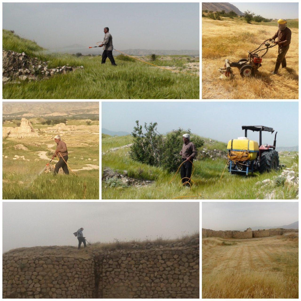 هرس و بوته کنی بنای تاریخی بیشاپور