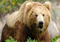 از حمله خرس تا مچاله شدن پیکان زیر کامیون