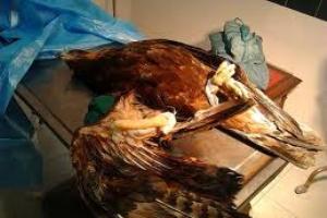 از تلاشی شدن باند جعل اسکناس تا نجات از دست گروگانگیران از تلاشی شدن باند جعل اسکناس تا نجات از دست گروگانگیران