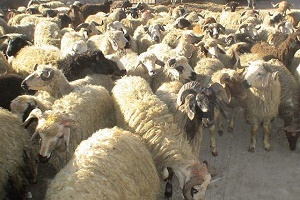 از تلاشی شدن باند جعل اسکناس تا نجات از دست گروگانگیران از تلاشی شدن باند جعل اسکناس تا نجات از دست گروگانگیران