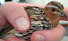 زنده گیری بلدرچین وحشی و طرقه در تفت