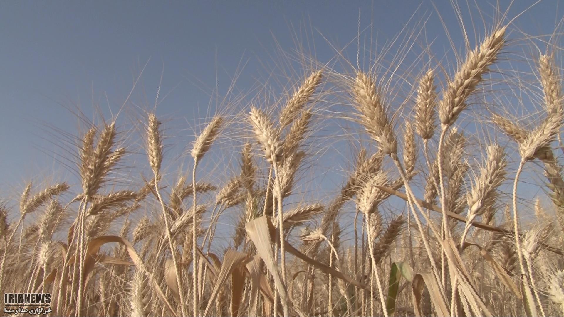 پیش بینی خرید 175 هزار تُن گندم از کشاورزان