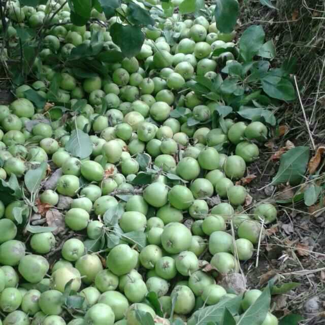 برداشت ۲ هزار و ۵۰۰ تن سیب در جهرم