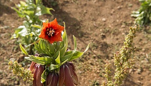 اجرای طرح کنترل تلفیقی آفات وبیماری های دشت لاله های واژگون