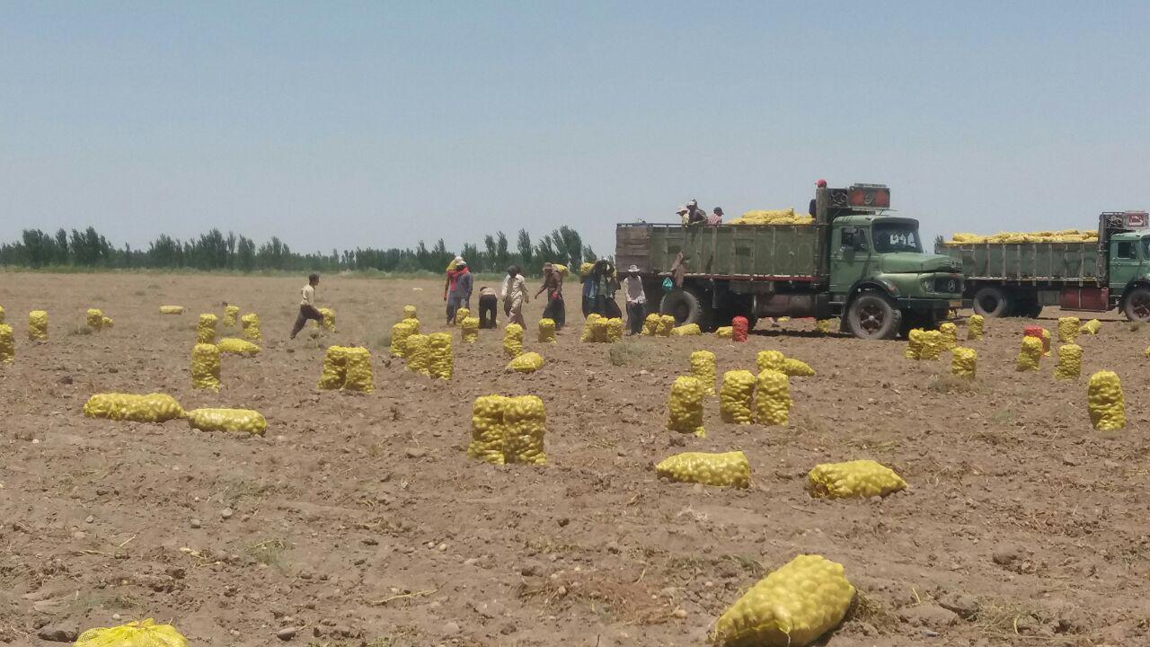 سیب زمینی بردسیر شاخص شمال استان