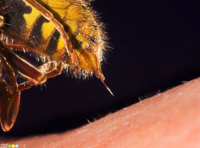 مرگ کوهنورد پیشکسوت با نیش زنبور