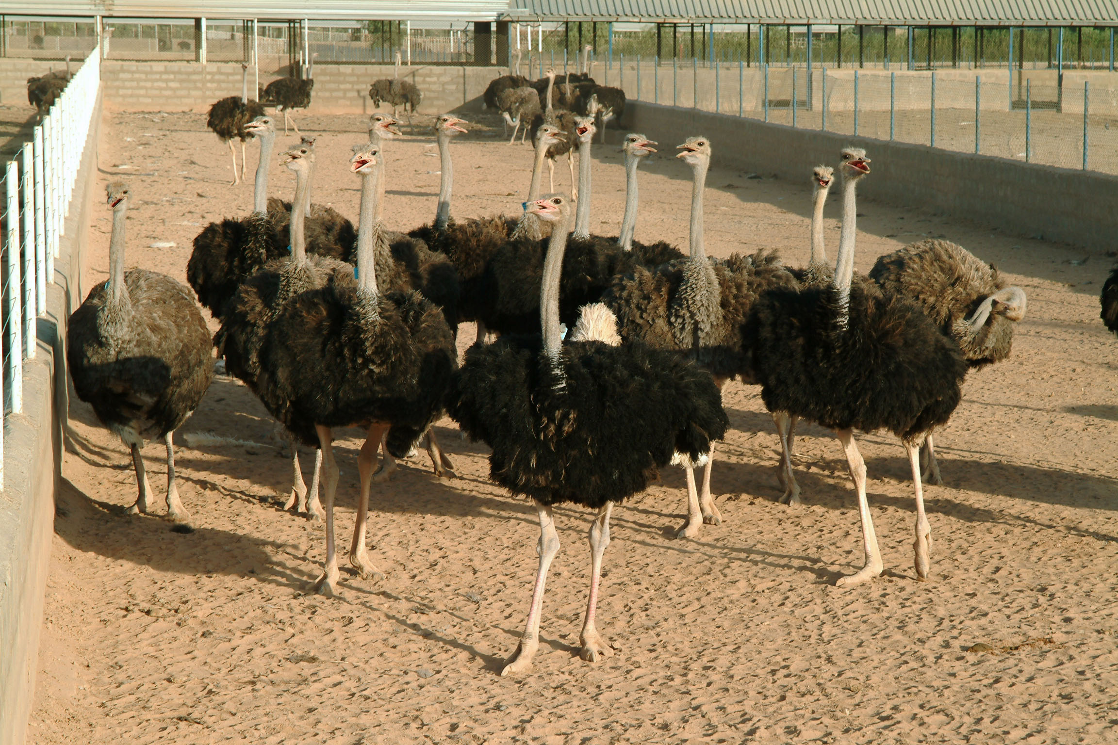 پرورش شتر مرغ در استان برای نخستین بار