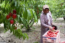 برداشت میوه های تابستانی در استان