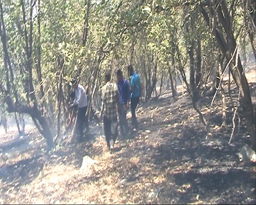آتش سوزی ۲۲۹ هکتار مرتع و جنگل در استان