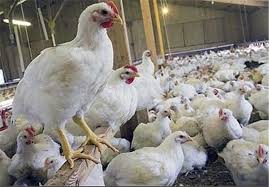 لزوم جمع آوری مراکز عرضه مرغ زنده در استان