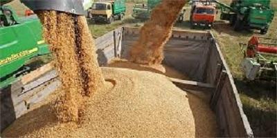 میزان خرید گندم در کهگیلویه و بویراحمد به ۷۶ هزار تن رسید