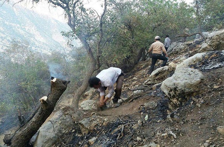 آتش سوزی در مناطق جنگلی تنگ تامرادی