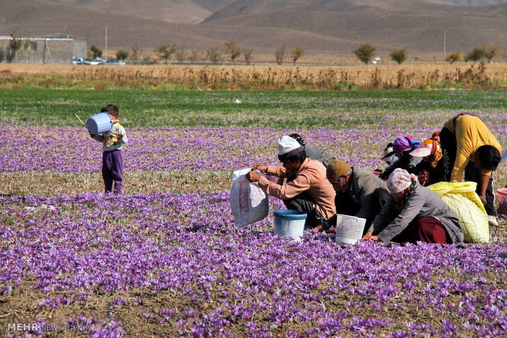 اختصاص تسهیلات کم بهره برای کشت زعفران در چرام