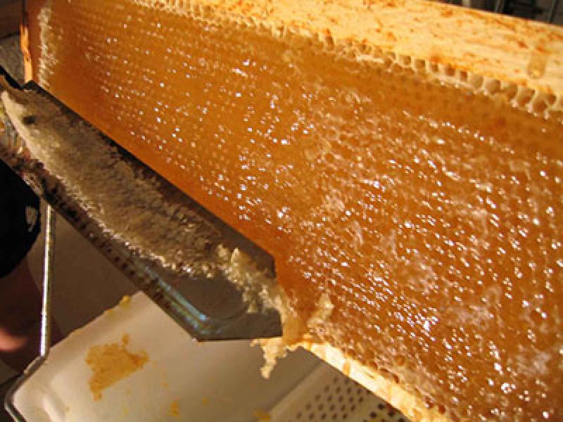 برداشت سالانه یک هزار تن عسل در استان
