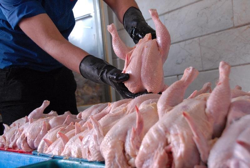 کاهش تولید گوشت مرغ در گچساران