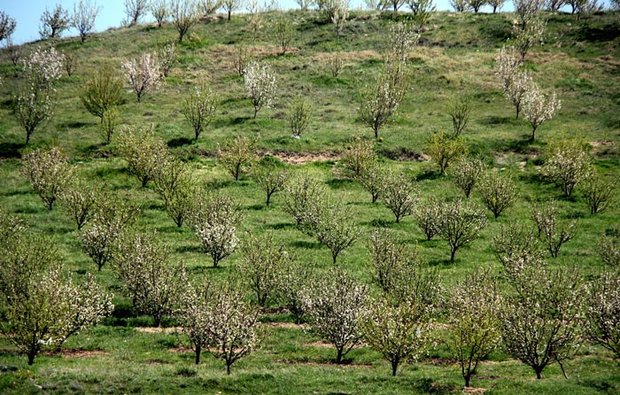 شناسایی زمین های شیبدار استان برای ایجاد باغ