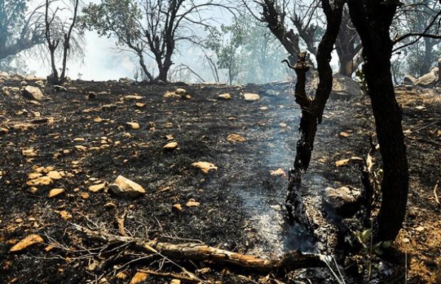 مهار آتش‌سوزی در جنگل‌های کوه سیاه چاروسا