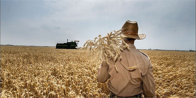 خرید ۷۸ هزار تن گندم از کشاورزان استان