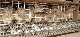 پرورش سالانه 204 هزار قطعه بلدرچین در استان کرمان