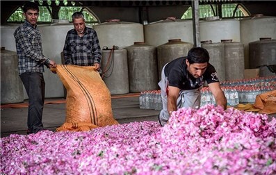 تاکید وزیر جهاد بر توسعه کشت گیاهان دارویی