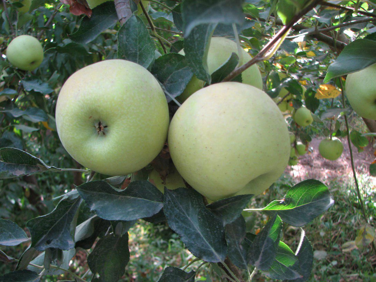 برداشت سه هزار تن سیب پاییزه از شهرستان قزوین برداشت سه هزار تن سیب پاییزه از شهرستان قزوین