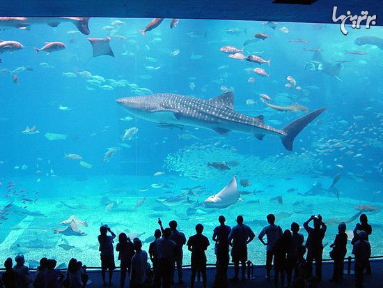 ١٠ آكواريوم عجيب و حيرت انگيز دنيا ١٠ آكواريوم عجيب و حيرت انگيز دنيا