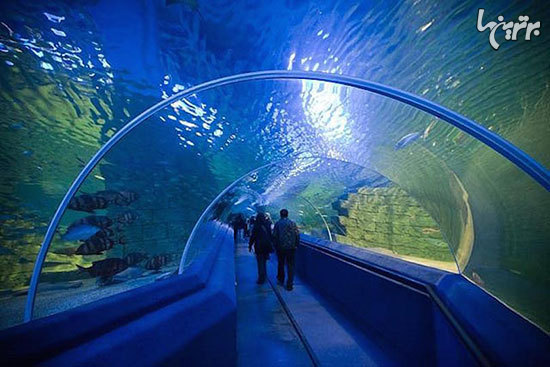 ١٠ آكواريوم عجيب و حيرت انگيز دنيا ١٠ آكواريوم عجيب و حيرت انگيز دنيا