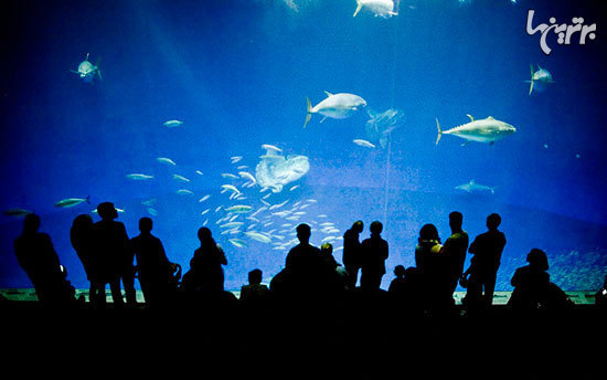 ١٠ آكواريوم عجيب و حيرت انگيز دنيا ١٠ آكواريوم عجيب و حيرت انگيز دنيا