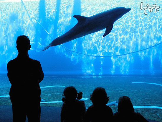 ١٠ آكواريوم عجيب و حيرت انگيز دنيا ١٠ آكواريوم عجيب و حيرت انگيز دنيا