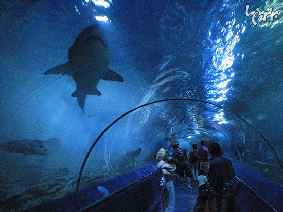 ١٠ آكواريوم عجيب و حيرت انگيز دنيا ١٠ آكواريوم عجيب و حيرت انگيز دنيا