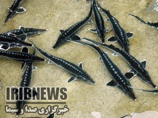 گزارش مکتوب // فسیل های زنده در قفس