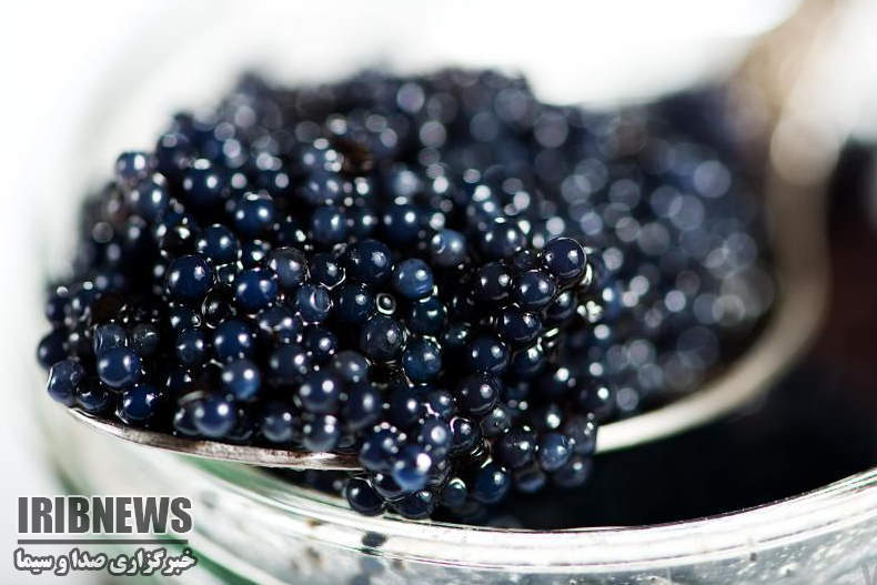 گزارش مکتوب // فسیل های زنده در قفس