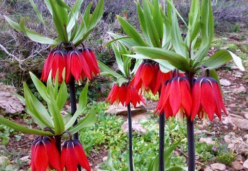 سفری به دشت لاله های واژگون مانشت+ گزارش