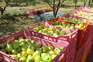 فروش ۶۰ درصدی سیب دماوند در استان تهران