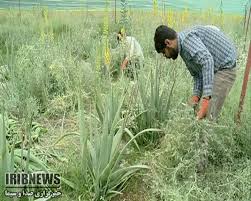 کاشت گیاه آلوئه ورا بصورت میانه کاری