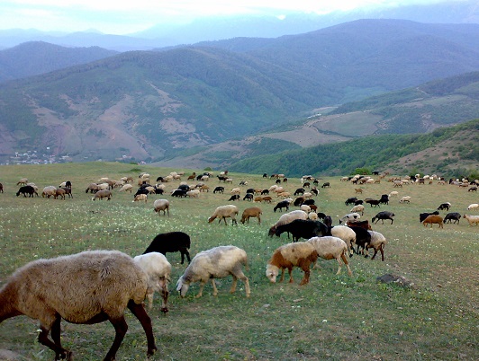 ممنوعیت ورود دام به مراتع شهرستان بویین میاندشت