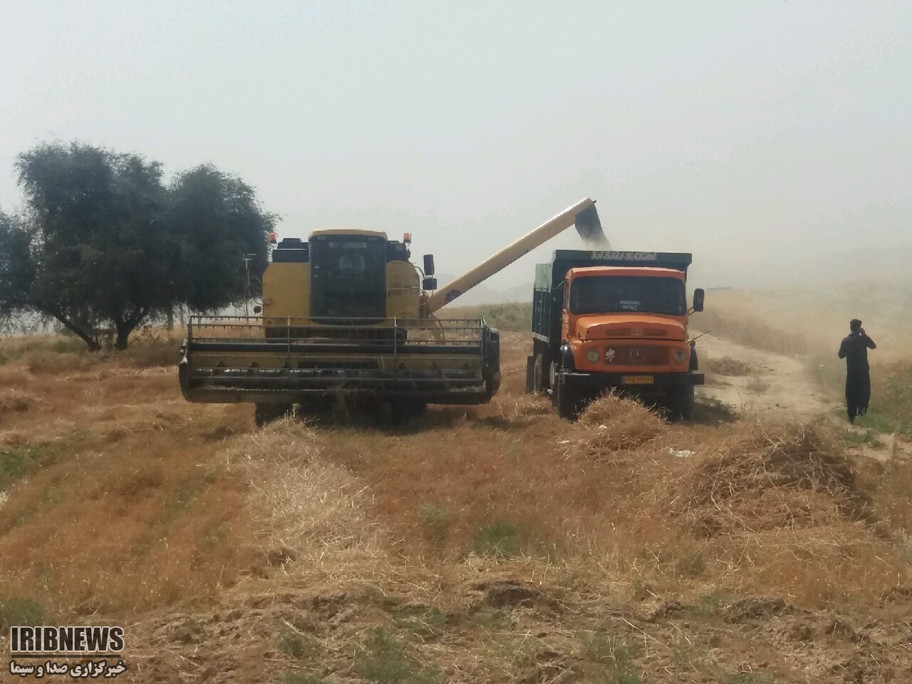 آغاز برداشت گندم در مناطق گرمسیری استان