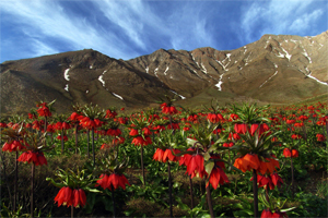 گلستانکوه خوانسارقربانی بی مهری گردشگران